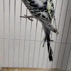 بادجي هوقو ذكر (كرست)