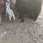 للبيع معزا مواليد