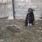 للبيع عنزبن متاويم