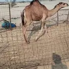 جده شرق ذهبان