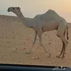 قعود طيب