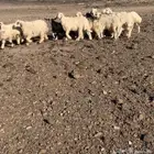 اربع خرفان وثلاث رخال للبيع