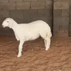 خروف حري طيب