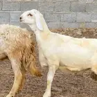 خروف مشروع فحل