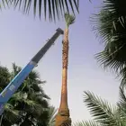 نخل واشنطني الزينة