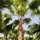 نخل واشنطني زينه للبيع