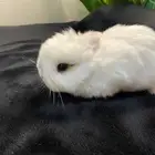 ارانب نذرلاند قزمي