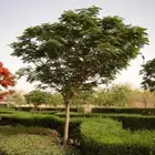 اشجار ظل بونسيان لبخ نيم اكاسيا