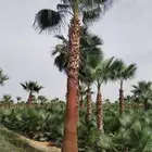 ثيل طبيعي C2000 واشجار ونخل