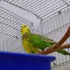 جوز بادجي