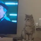 قطه للتبني