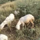 فرير للبيع على السوم