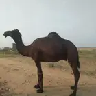 جمل مدهم الام ساحليه والسن رباع