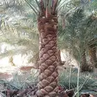 نخيل واشنطن ونخل عربي