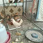 طيور دجاج