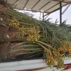 مشاءالله تبارك الله نخل وصل اليوم