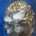 فروخ كرواو هولندي
