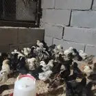 دجاج بلدي مشكل