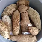 عسل بري حر جديد اليوم