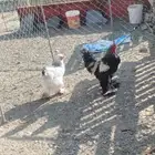 دجاج براهما