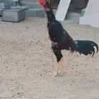 دجاج شامو ياباني