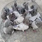 حمام فرنسي سلفر سوبر جامبو