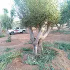 يوجد لدينا زيتون معمر مثمر جميع الأحجام ويوجد وسط ويوجد شتلا