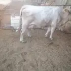 بقر ألمانية