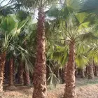 ابو ناصر المقاولات الشبوك والنخيل