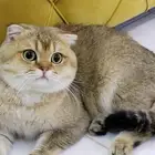 للتزاوج ذكور مسجله