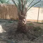 نخل نخيل خلاص برحي سكري شيشي مجدوله عجوه برني هلالي سلاطين