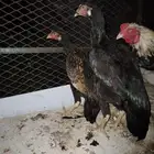 دجاج باكستاني صحته ممتاز