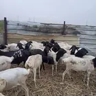 غنم بربري مربا ثني وجدعان لحم طيب لتواصل