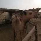 بكره للبيع