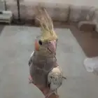ببغاء كروان أالييف ولعوب نص هدد