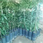 مشاتل جيزان للمانجو