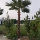 نخل زينه واشنطني أمريكي نخيل عربي نخل زينه نخيل زينه جميع ال