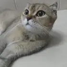 قطه أنثى للتبني سكوتش فولد