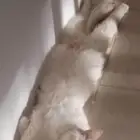 قطه للتبني