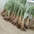 توريد نخل فسايل جثايث نقايل صقعي مجدول سكري