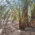 يوجد لدينا جميع انواع انخيل 0 0 6 0 8 7 5 3 5 0