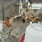 للبيع طيور دجاج
