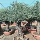 شجر اسباني مورد بكل احاجمه شجر بياض الوجه