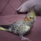 ببغاء كروان أليف ونص هدد عنده نغمات