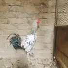 دجاج باكستاني