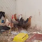 دجاج بشاير للبيع
