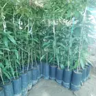 مشتل أبو عريش لجميع أنواع المانجو