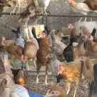 دجاج بلدي