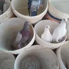 حمام مشاكل