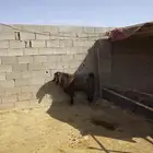 تيس طيب شرط قريع